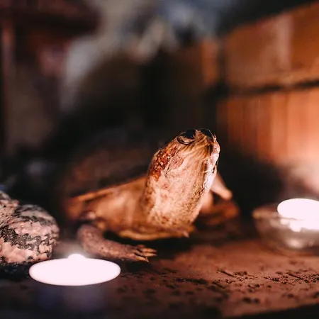 Vendégház Terrasse 4*