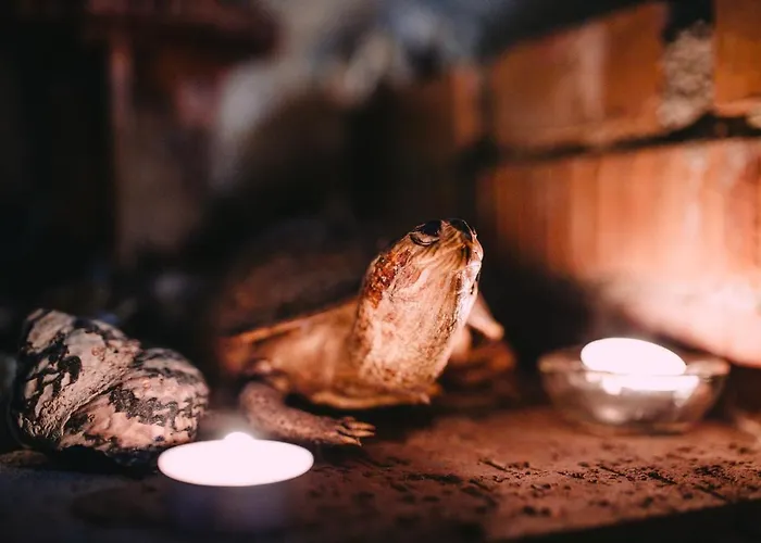 Affittacamere Terrasse 4*